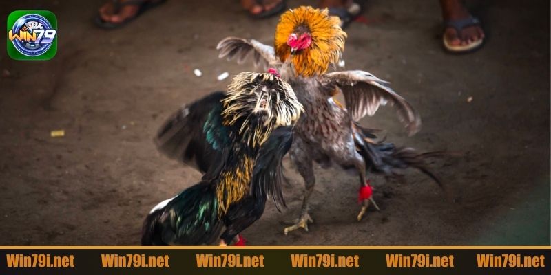 Đá gà cựa sắt đã đưa bộ môn này lên một tầm cao khác