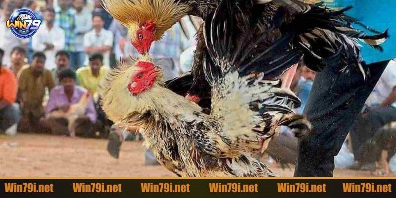 Những lưu ý cần nhớ khi chơi chọi gà Campuchia