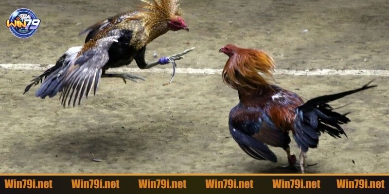 Những thể loại đá gà Thomo phổ biến nhất hiện nay