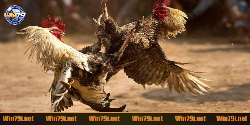 Những thể loại hấp dẫn đang có mặt tại đá gà Bj88